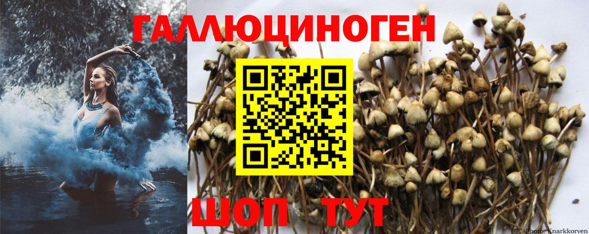 Псилоцибиновые грибы прущие грибы Среднеуральск